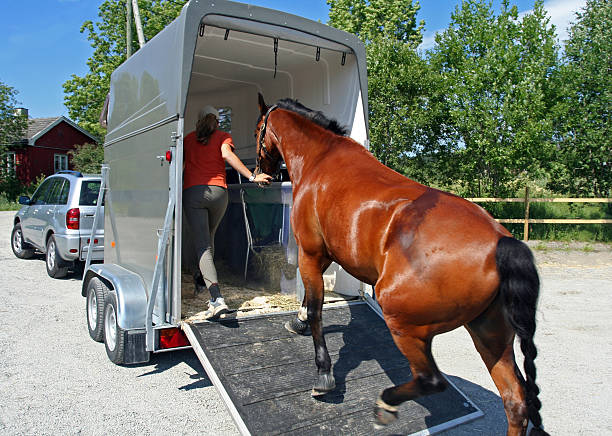 istock Horse Transport, Norway 157182475