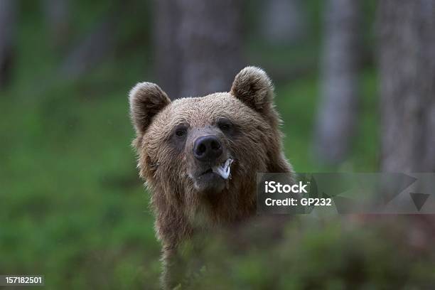 Orso Mangiare Un Pesce - Fotografie stock e altre immagini di Orso bruno - Orso bruno, Mangiare, Orso