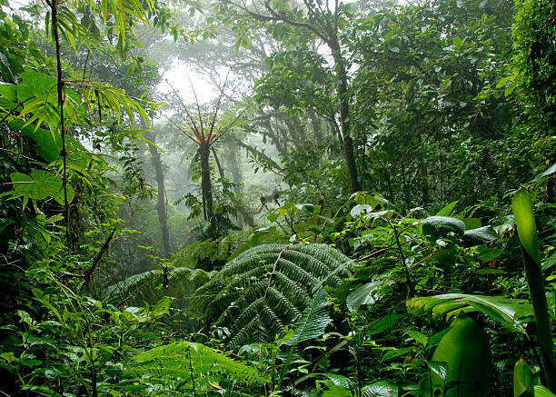 cloud forest au costa rica - réseau mondial de réserves de biosphère photos et images de collection