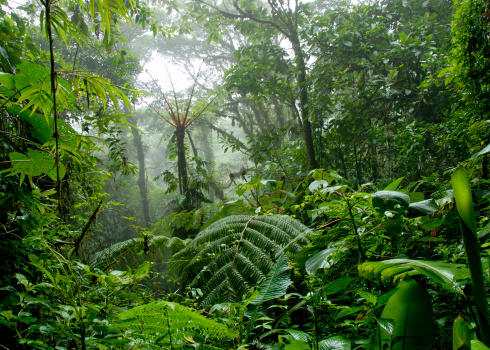 Santa Elena Cloud Forest in Costa Rica
