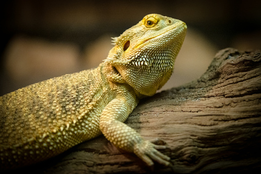 male bearded dragon sitting on a branch in front of black background sticking out his tongue to catch the locust in front of him, ready to enjoy his meal