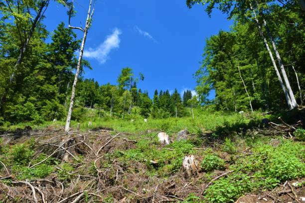 istock Clearing in a forest at Pokljuka, Slovenia 1571838730