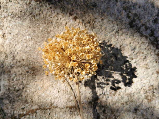 Dried Allium,  wild onion flower stock photo