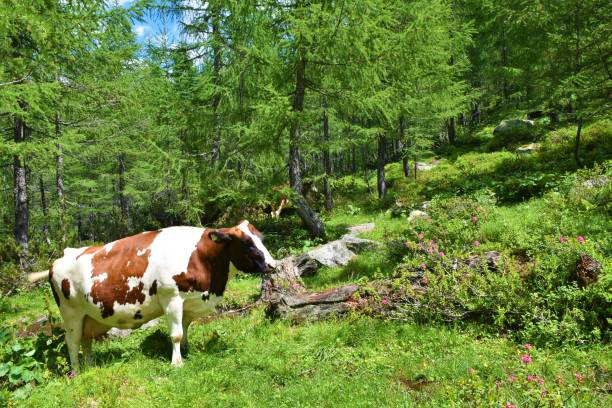 istock Cow in and alpine larch forest 1571840903