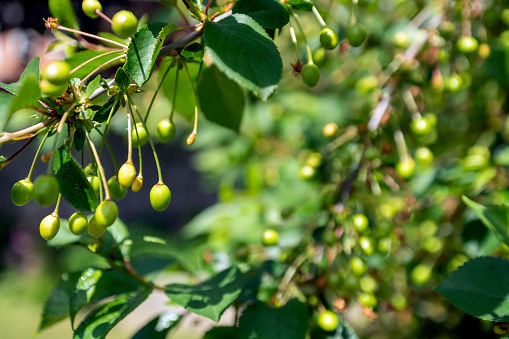 Morello Cherry tree with ripening cherries.