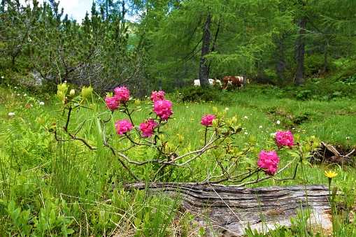 Meadow with pink alpenrose (Rhododendron ferrugineum) plant in High Tauern, Austria