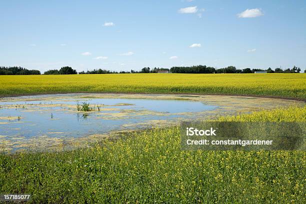 Alberta Prairie Krajobraz Canola I Pałka Wodna Pond - zdjęcia stockowe i więcej obrazów Kanada