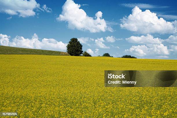 Paisagem De Verão - Fotografias de stock e mais imagens de Agricultura - Agricultura, Ajardinado, Amarelo