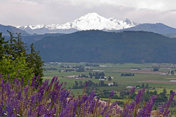 Lupines and snow covered mountain  abbotsford canada stock pictures, royalty-free photos & images