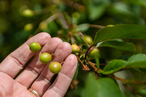 Morello Cherry tree with ripening cherries. A farmer is inspecting the young fruit for imperfections and growth.