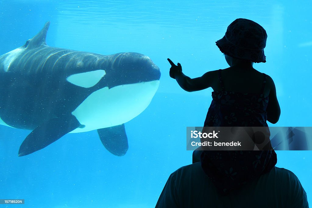Child with Dad at aquarium Dad with child looking at a killer whale Killer Whale Stock Photo