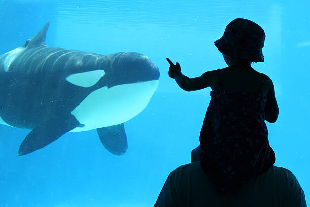 Child with Dad at aquarium Dad with child looking at a killer whale animals in captivity stock pictures, royalty-free photos & images