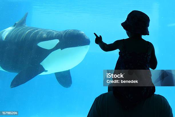 Child With Dad At Aquarium Stock Photo - Download Image Now - Killer Whale, Animals In Captivity, Aquarium