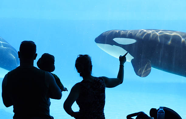 Aquarium family looking at killer whales animals in captivity stock pictures, royalty-free photos & images