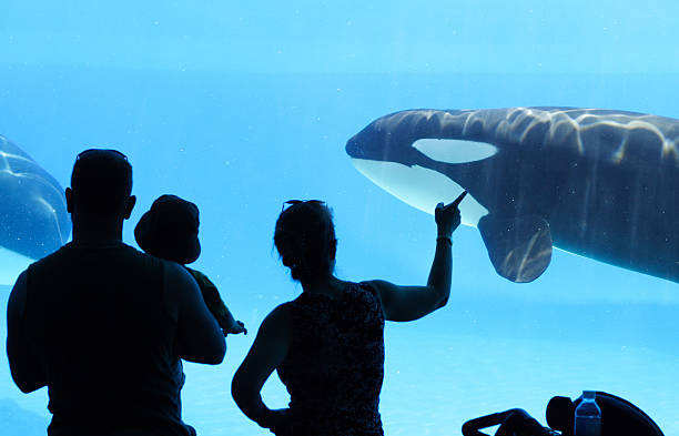 aquarium - animals in captivity stok fotoğraflar ve resimler