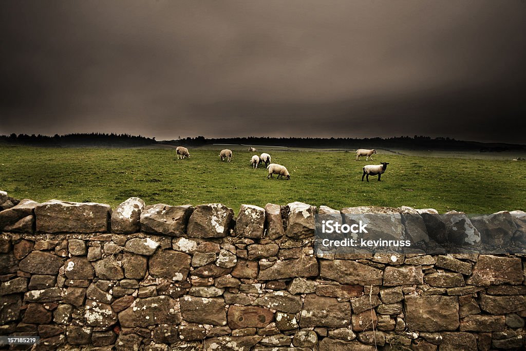 Parede de pedra com um campo de ovinos - Foto de stock de Animal royalty-free