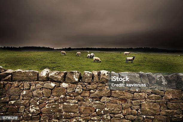 Foto de Parede De Pedra Com Um Campo De Ovinos e mais fotos de stock de Animal - Animal, Animal doméstico, Campo