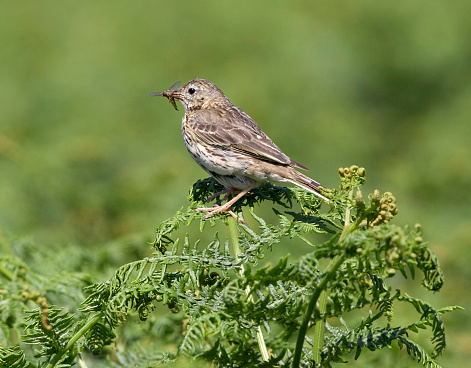 Meadow Pippit with insect in beak