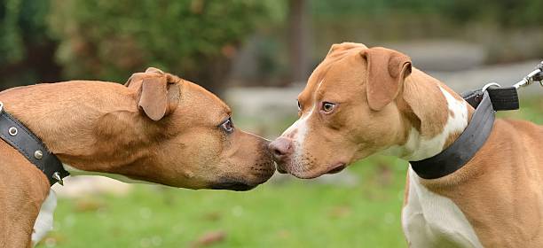 アメリカン terriers - american staffordshire terrier bull terrier terrier purebred dog ストックフォトと画像
