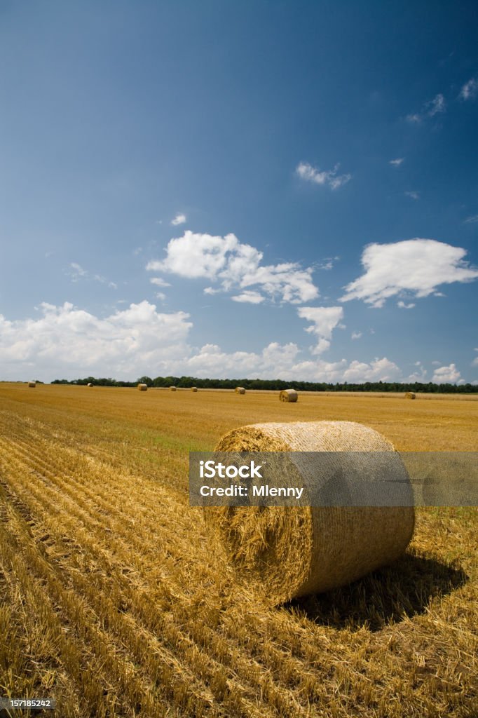 Farm raccolto estate - Foto stock royalty-free di Agricoltura