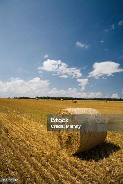 Farm Raccolto Estate - Fotografie stock e altre immagini di Agricoltura - Agricoltura, Ambientazione esterna, Ambiente