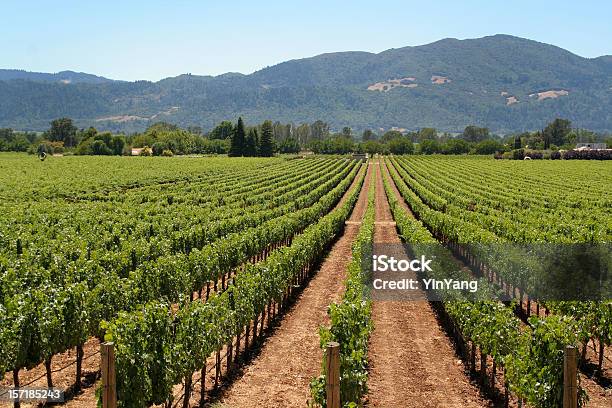 Napa Valley Winery Vineyard Con Righe Di Viti Agricola California - Fotografie stock e altre immagini di Napa Valley