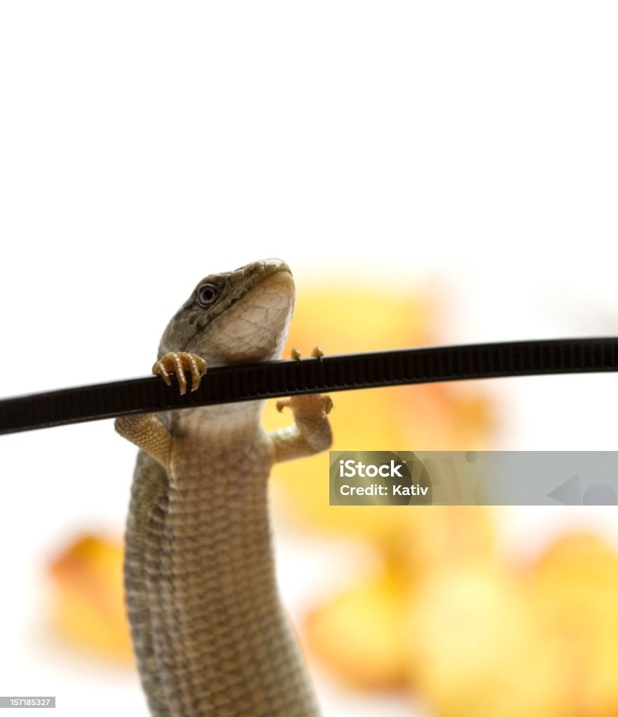 Lizzard faire menton exercice - Photo de Agripper libre de droits