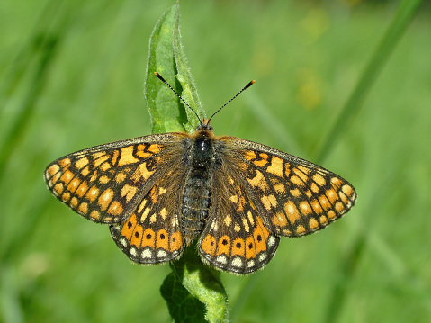 Butterfly Marsh Fritillary. Euphydryas aurinia.