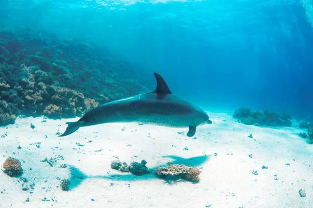 istock Dolphin swimming underwater in a Red Sea dive 1571853555