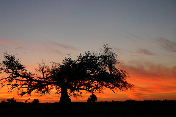 Sunset and Baobab Tree, Mali Sunset and Baobab Tree, Mali -- tree in silhouette. Mali stock pictures, royalty-free photos & images