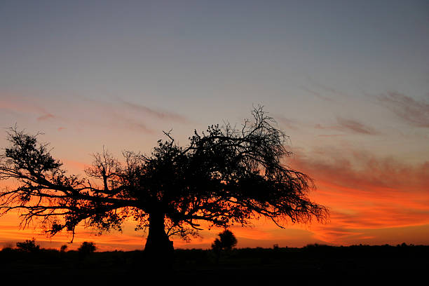 pôr do sol e baobá, mali - mali - fotografias e filmes do acervo