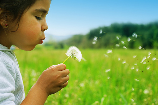 A cute child blowing a dandelion.
