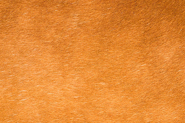 cavallo sfondo di capelli - chestnut close up close to macro foto e immagini stock