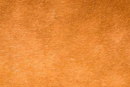 Detail of a brown horse's side, just below the mane on the chest.