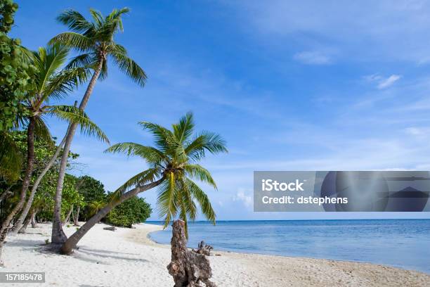 Praia Tropical Palma Par - Fotografias de stock e mais imagens de Alegria - Alegria, Ao Ar Livre, Areia