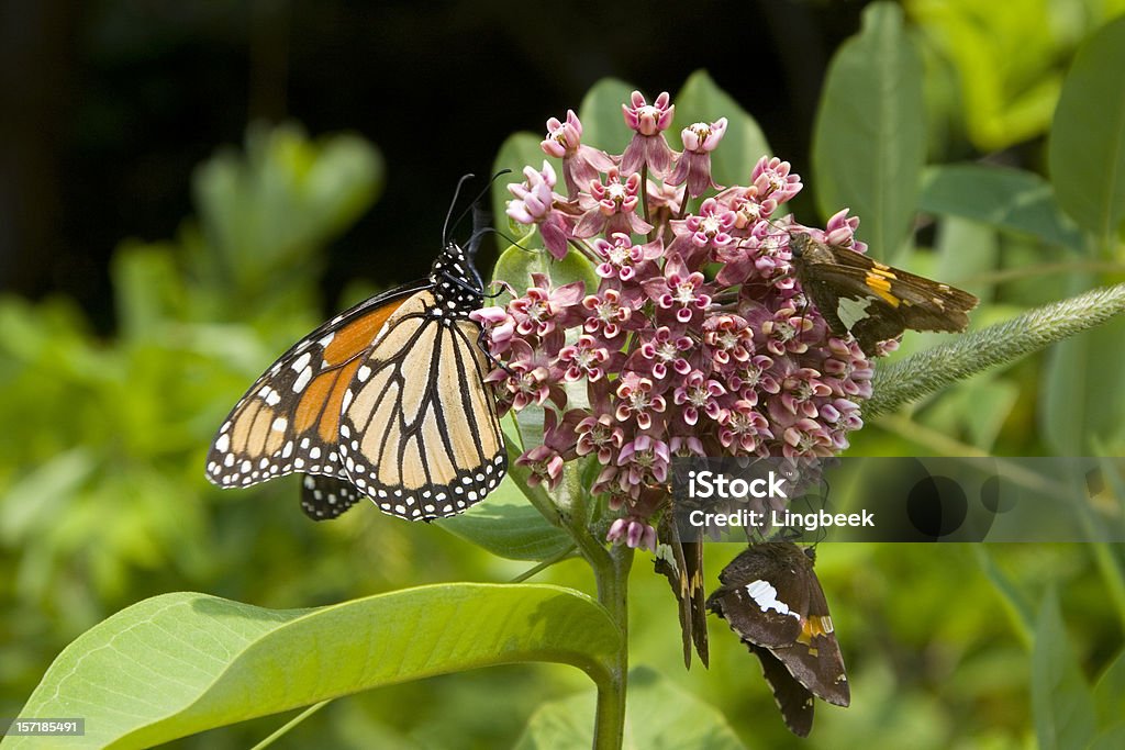 Adult Monarch butterfly at Shenandoah national park  Monarch Butterfly Stock Photo
