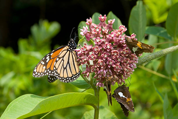 Adult Monarch butterfly at Shenandoah national park  milkweed stock pictures, royalty-free photos & images