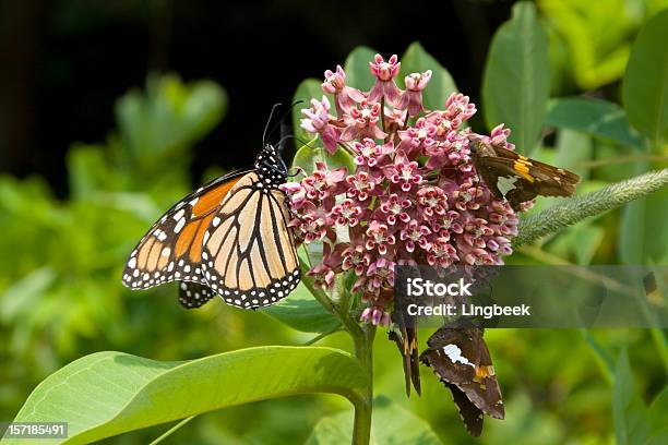 Adult Monarch Butterfly At Shenandoah National Park Stock Photo - Download Image Now