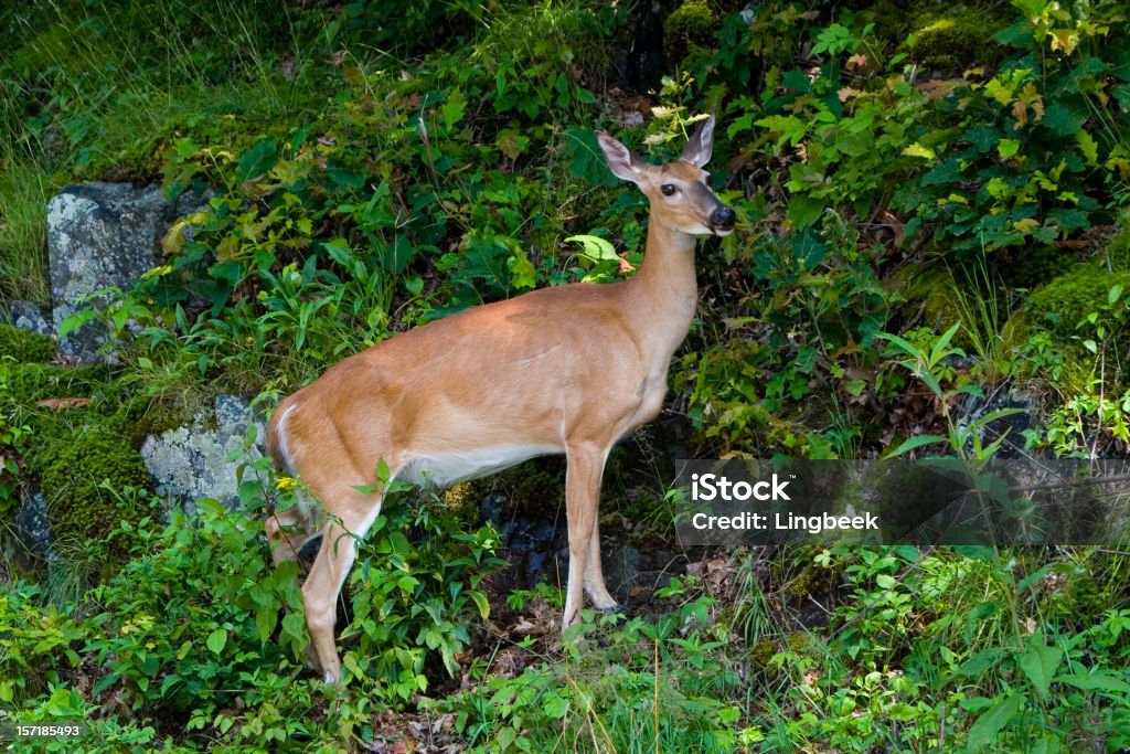 Deer entlang des Skyline drive, die Shenandoah national park - Lizenzfrei Appalachen-Wanderweg Stock-Foto