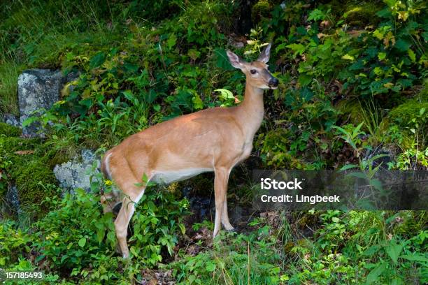 Deer Entlang Des Skyline Drive Die Shenandoah National Park Stockfoto und mehr Bilder von Appalachen-Wanderweg