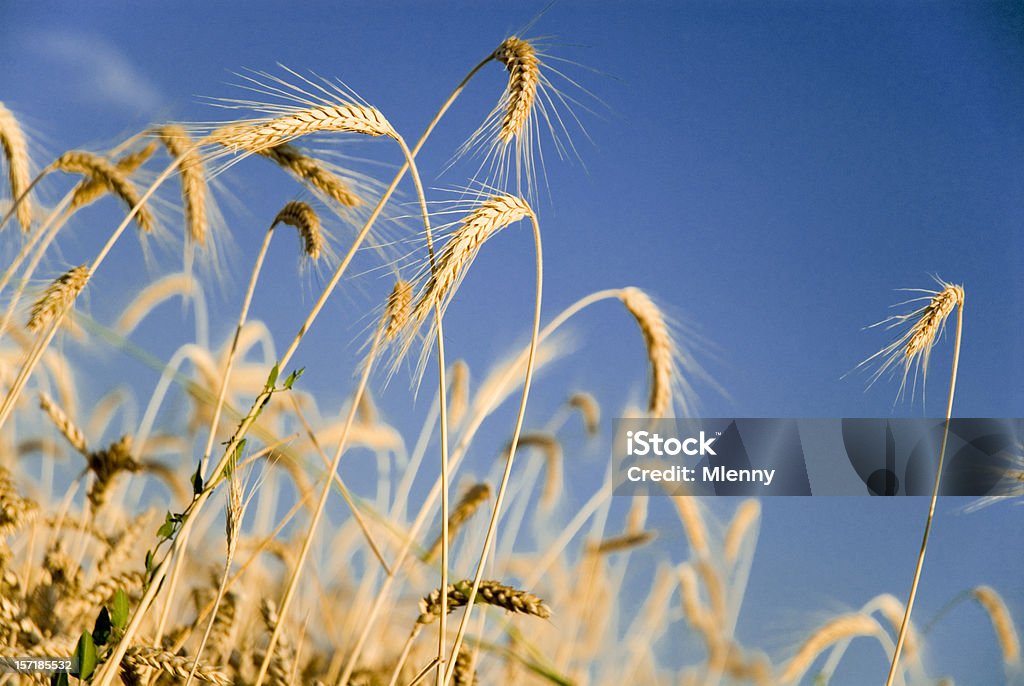 Maïs d'été Orge - Photo de Agriculture libre de droits