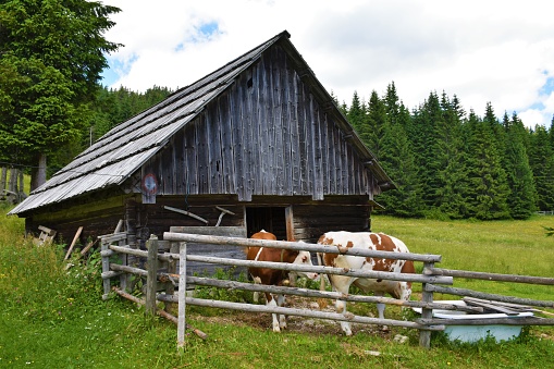 Old wooden barn at Pokljuka, Slovenia with cows in front