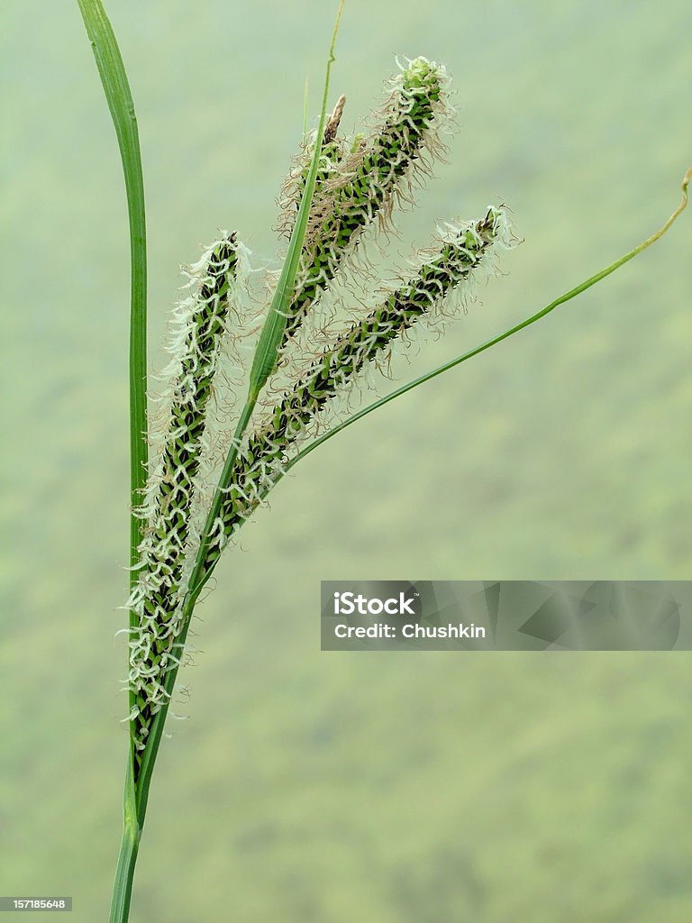 Carex nigra - Royalty-free Ao Ar Livre Foto de stock