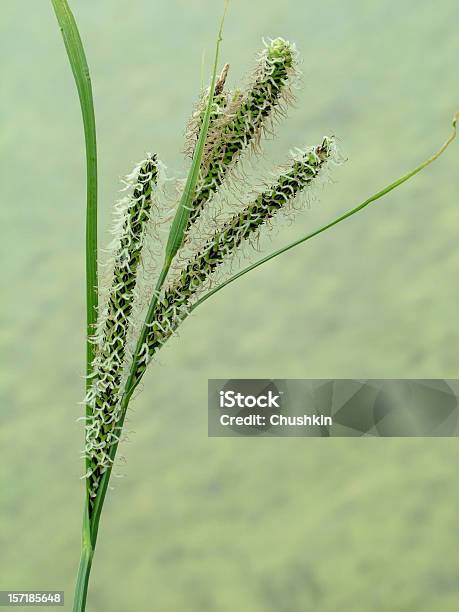Carex Nigra - Fotografias de stock e mais imagens de Ao Ar Livre - Ao Ar Livre, Carriço, Caule de planta