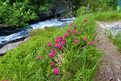 Pink alpenrose (Rhododendron ferrugineum) above Muritzen stream in Ankogelgruppe, High Tauern, Austria