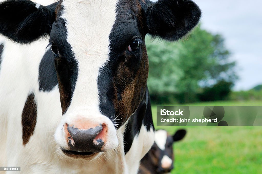 Vache du visage gros plan regardant la caméra en terres agricoles field - Photo de Agriculture libre de droits