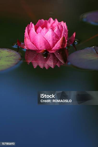 Rosa Seerose Mit Tropfen Stockfoto und mehr Bilder von Lotus - Seerose - Lotus - Seerose, Auf dem Wasser treiben, Bildschärfe