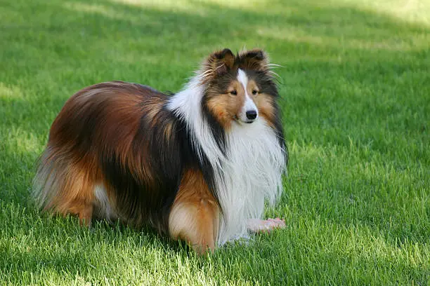 Cute sheltie standing guard over his food.