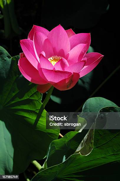 Photo libre de droit de Gros Plan De Lotus Rose banque d'images et plus d'images libres de droit de Beauté - Beauté, Beauté de la nature, Couleur verte