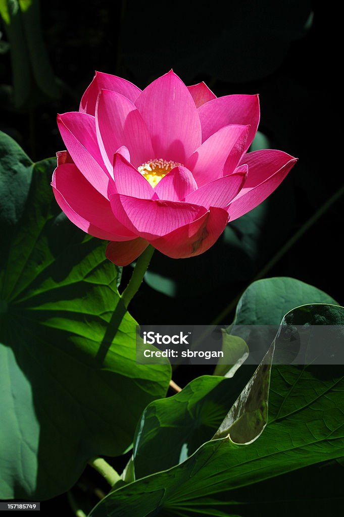 Zbliżenie na różowy kwiat lotosu - Zbiór zdjęć royalty-free (Egzotyka)